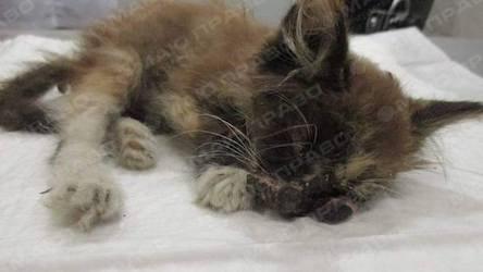 Свежие новости: SOS: котенок, которому дети проломили голову и выдавили глаз, нуждается в помощи