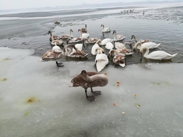 Свежие новости: В Николаеве спасли лебедей, вмерзших в лед — одну птицу передали в зоопарк