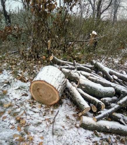 Свежие новости: В Первомайске браконьеры вырубили десятки молодых дубов