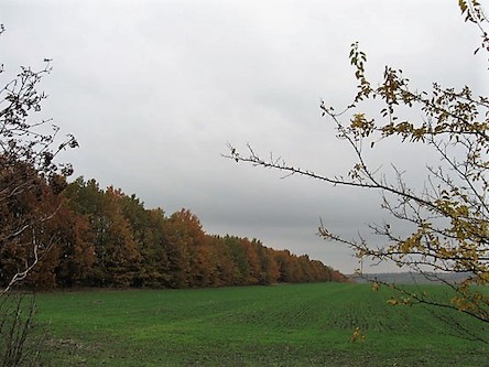 Свежие новости: Прокуратура Николаевщины требует вернуть государству земли государственного лесного фонда стоимостью 19,3 млн грн