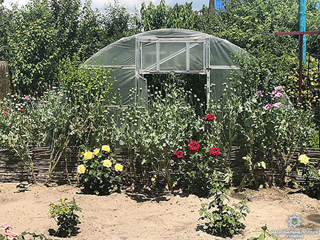 Свежие новости: «Выращивала снотворный мак среди кустов роз»: На Херсонщине задержали женщину-наркодилера