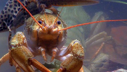 Свежие новости: За ловю раків після 20 серпня можна отримати тюремний термін