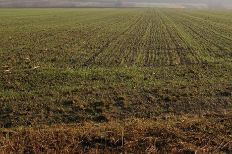 Свежие новости: В Братском районе депутат пыталась лоббировала решение о передаче земли родственнику