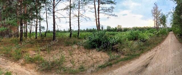 Свежие новости: «Санитарная чистка», после которой исчезает  лес