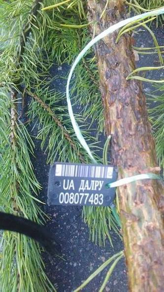 Свежие новости: В Николаеве цыгане торгуют елками с поддельными бирками