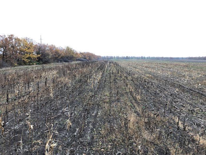 Свежие новости: ФОТО. Крадіжка соняшника у Вознесенському районі