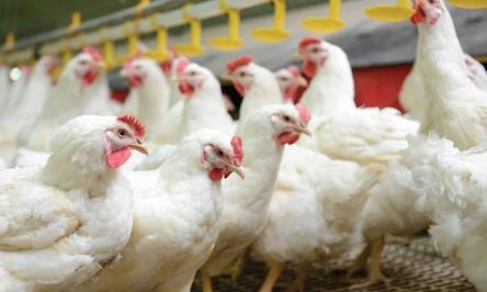 Свежие новости: У Снігурівці через закриття птахофабрики без роботи залишилось близько сотні людей