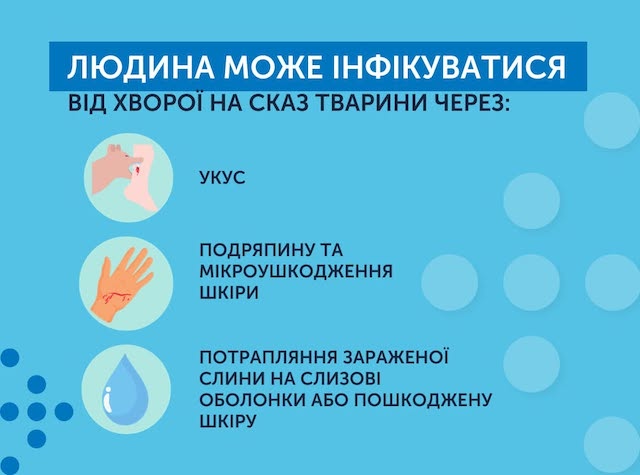 Свежие новости: У Миколаєві епідеміологи попереджають про загрозу сказу
