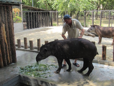 Свежие новости: Спа-процедуры для тапиров в Николаевском зоопарке