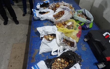 Свежие новости: Украинец пытался вывезти в Польшу 25 кг янтаря