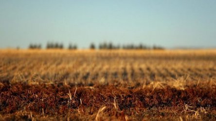 Свежие новости: Обработкой земель Академии аграрных наук займутся китайцы, – СМИ