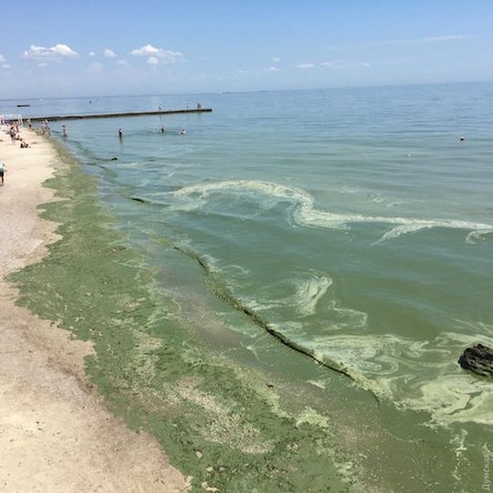 Свежие новости: Море в Одессе позеленело от ядовитых веществ