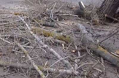 Свежие новости: В Николаеве колдун незаконно пилил деревья возле «Сказки»