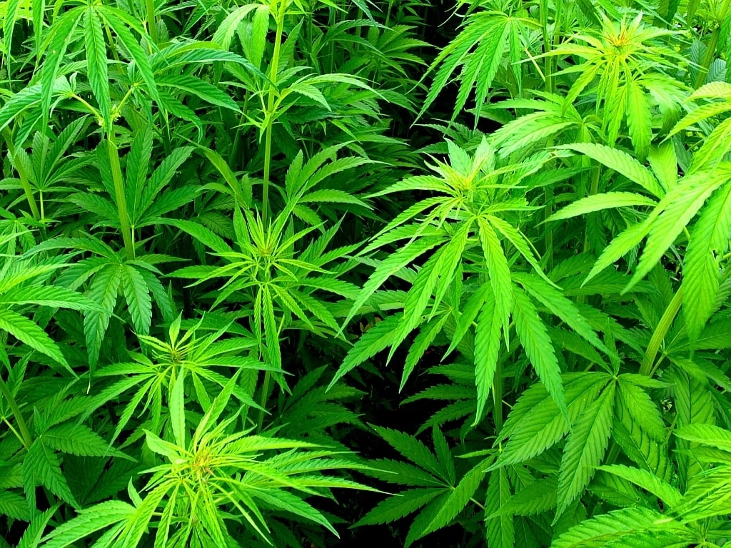 Свежие новости: Полиция изъяла у 56-летнего мужчины 100 кустов конопли, которыми николаевец хвастался в соцсетях