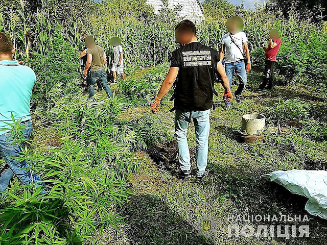 Свежие новости: Жителю Вознесенского района дали условный срок за урожай конопли на ₴5,5 миллионов