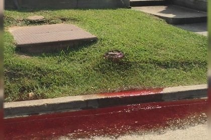 Свежие новости: В США улицу залило кровью: жуткие фото и видео