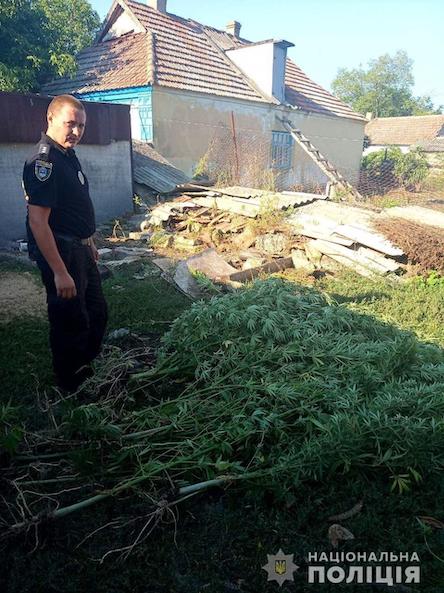 Свежие новости: В Новой Одессе у местного жителя изъяли каннабис и более 160 кустов конопли