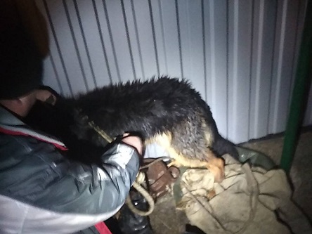 Фото новости: Сегодня в Вознесенске спасли пса, который провалился в колодец Свежие новости: Сегодня в Вознесенске спасли пса, который провалился в колодец