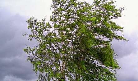 Свежие новости: Николаевцев предупреждают о штормовом ветре