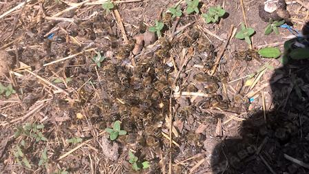 Свежие новости: В Первомайском районе выясняют причины массовой гибели пчел