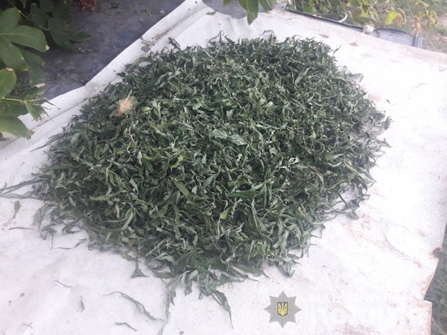 Фото новости: В Доманевке полиция изъяла 283 куста конопли и 1,5 килограмма каннабиса у местного жителя Свежие новости: В Доманевке полиция изъяла 283 куста конопли и 1,5 килограмма каннабиса у местного жителя