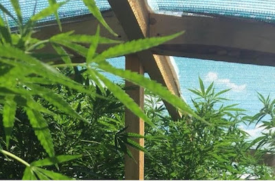 Свежие новости: Веселиновские правоохранители обнаружили плантации элитной конопли