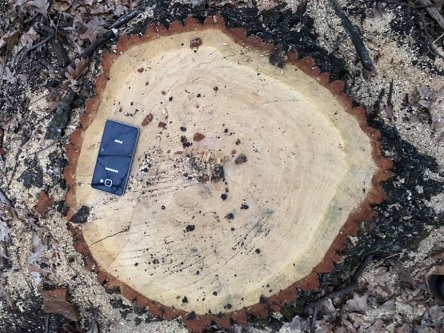 Фото новости: ФОТО: В Первомайске «дровосеки» срубили 40 здоровых многолетних дубов Свежие новости: ФОТО: В Первомайске «дровосеки» срубили 40 здоровых многолетних дубов