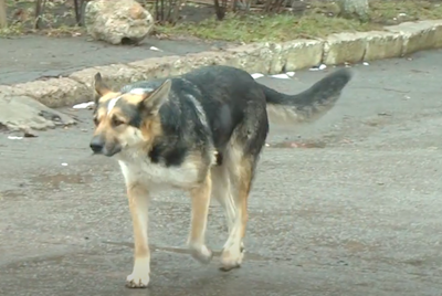 Свежие новости: В Первомайске возобновили стерилизацию бродячих животных