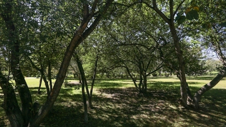 Свежие новости: Администрация Заводского района рассказала, когда восстановит работы по омоложению и сносу деревьев