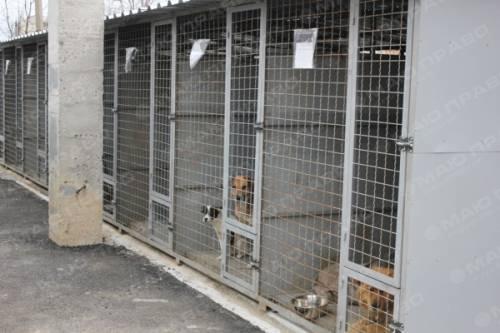 Свежие новости: Николаевский «Центр защиты животных» больше не занимается стерилизацией животных