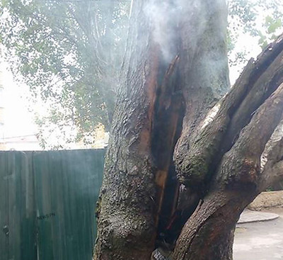 Свежие новости: ВИДЕО: В Николаеве из-за удара молнии горел тополь