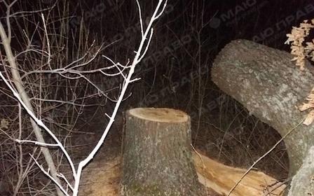 Свежие новости: В Новом Буге уничтожили дубы со столетней историей