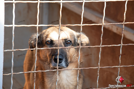Свежие новости: Директор «Центра защиты животных» заявил, что на решение проблемы с бездомными собаками в Николаеве нужно 15 миллионов