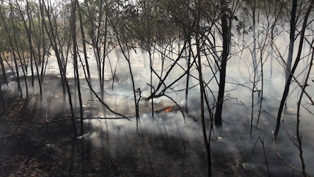 Фото новости: Под Николаевом из-за пожара сухой травы сгорел автомобиль «ГАЗ» и ульи Свежие новости: Под Николаевом из-за пожара сухой травы сгорел автомобиль «ГАЗ» и ульи