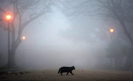 Свежие новости: Синоптики предупредили о тумане по всей Украине - ГСЧС