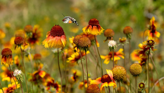 Фото новости: На Миколаївщині спека спаде до +29 градусів Свежие новости: На Миколаївщині спека спаде до +29 градусів