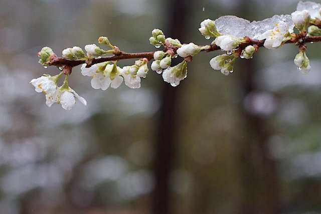 Свежие новости: Синоптики предупреждают о заморозках в Украине – в нескольких областях уже выпал снег