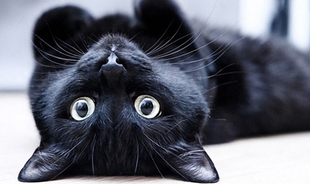 Свежие новости: Пятница 13-е. Чего сегодня бояться, приметы и картинки