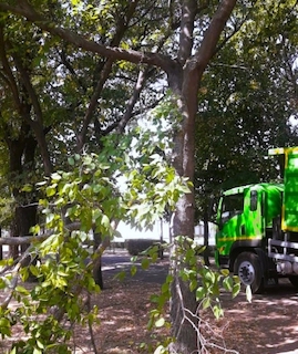 Свежие новости: Екологічна інспекція відреагувала на варварський спил дерев у Миколаєві