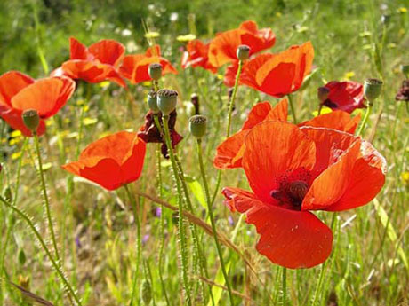 Свежие новости: Полиция проведет спецоперацию по ликвидации посевов снотворного мака на Николаевщине