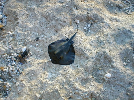 Свежие новости: Морские коты на одесских пляжах