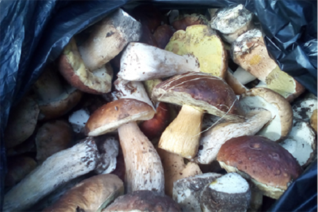 Свежие новости: В Хмельницкой области с подозрением на отравление грибами госпитализировали трех человек