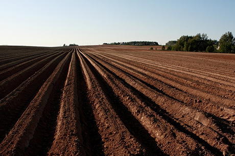 Свежие новости: В Еланецком районе фермерское хозяйство незаконно пользовалось землей стоимостью 1,6 миллионов