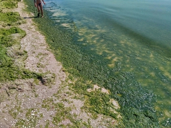 Фото новости: Море в Кирилловке превратилось в болото Свежие новости: Море в Кирилловке превратилось в болото