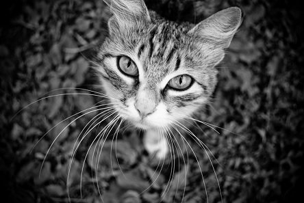 Свежие новости: Житель Винницкой области получил приговор суда за убийство кошки