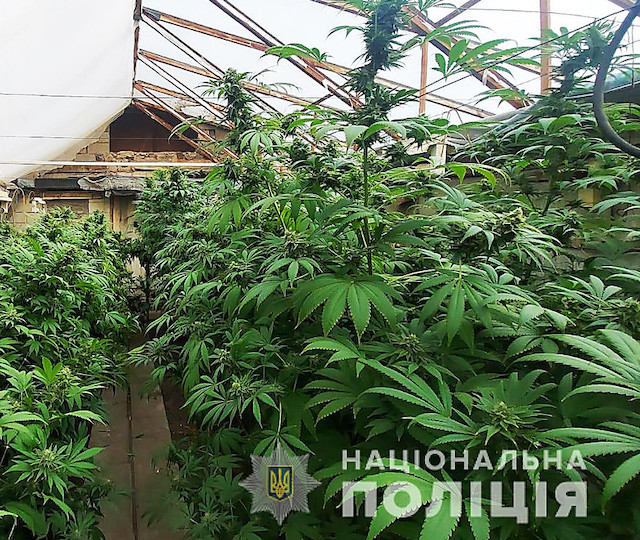 Фото новости: Полиция изъяла у жителя Вознесенска кусты конопли на 3 миллиона гривен – им пришлось перелезать через забор, чтобы провести обыск Свежие новости: Полиция изъяла у жителя Вознесенска кусты конопли на 3 миллиона гривен – им пришлось перелезать через забор, чтобы провести обыск