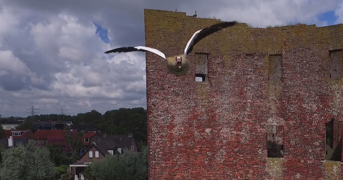 Свежие новости: На беспилотника напал гусь (видео)