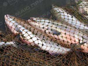 Свежие новости: Семейный нелегальный бизнес: рыбохрана задержала браконьеров, оказавшимися братом и сестрой