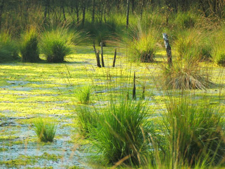Свежие новости: В Днепропетровской области дети застряли посреди болота