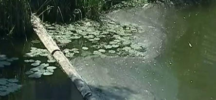 Свежие новости: ​Погибло все живое: на Виннитчине произошло страшное экологическое ЧП